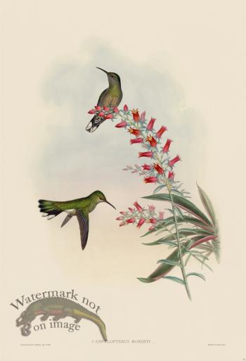 Gould Hummingbird 053